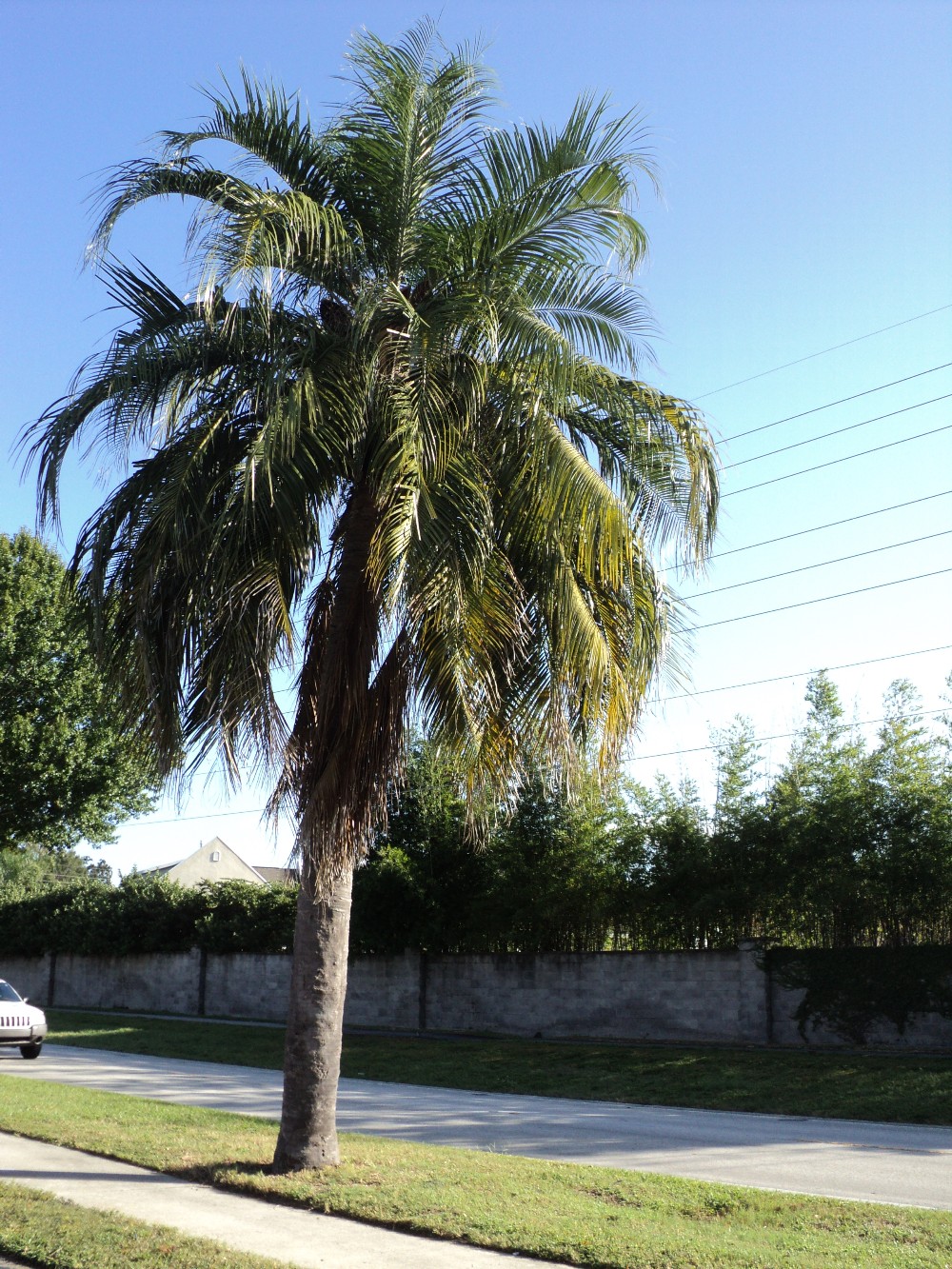 Agree, remarkable mature palm tree Are mature palm tree are